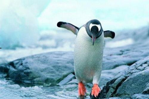 企鹅吃瓜爆料免费下载,免费下载独家秘籍大揭秘! 第2张 企鹅吃瓜爆料免费下载,免费下载独家秘籍大揭秘! 第2张